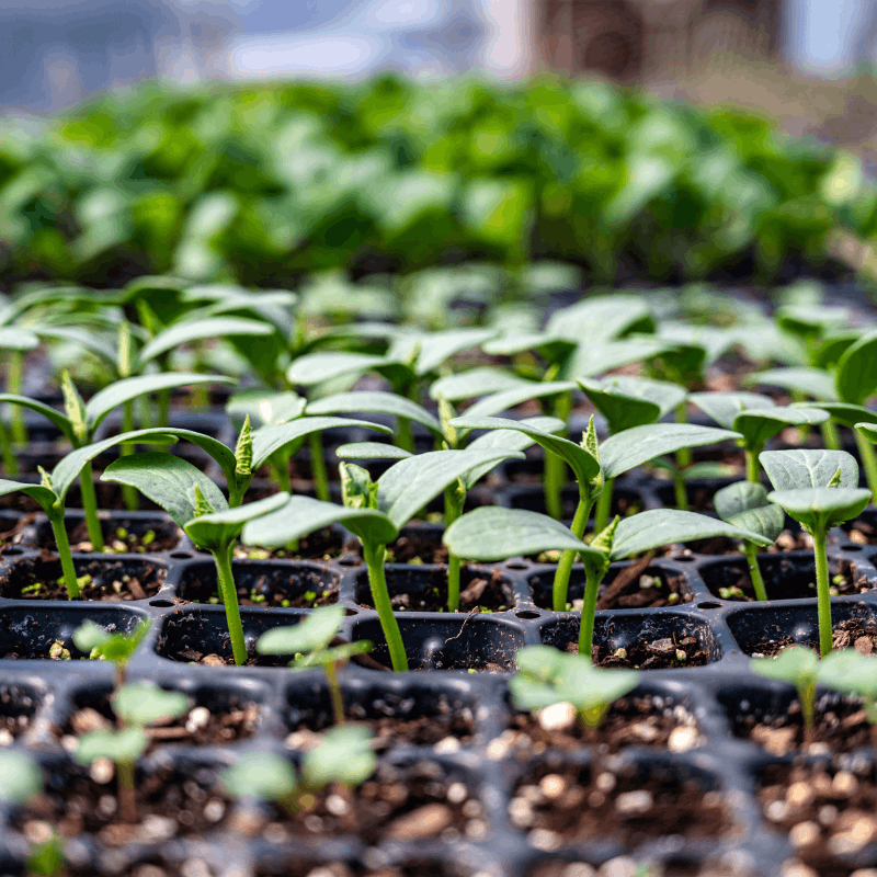 Seed Starting 101